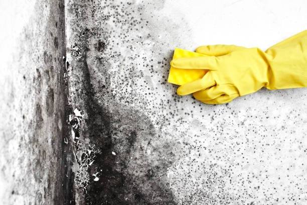 Best Crawl Space Mold Removal  in Williamson, AZ