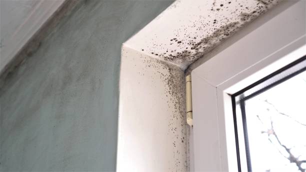 Best Office Mold Removal Services  in Williamson, AZ