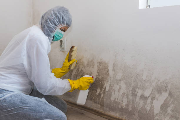Best Water Damage Restoration  in Williamson, AZ